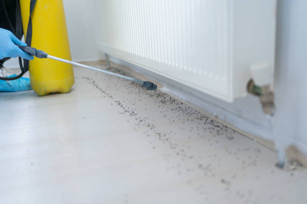 Best Pest Prevention Services  in West Sayville, NY